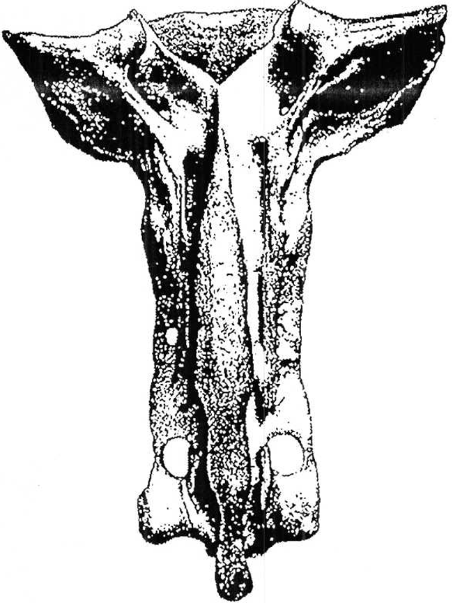 Bovine sacrum, dorsal view. Description follows.