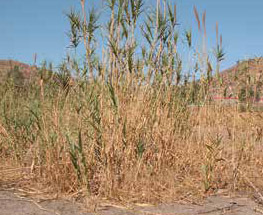 Giant reed stems, leaves and sheaths
