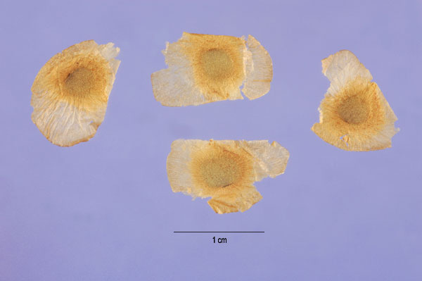 Photo - Igname de Chine (Dioscorea polystachya), graines