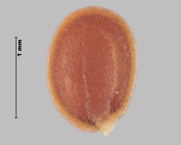 Similar species: Small alyssum (Alyssum alyssoides) seed
