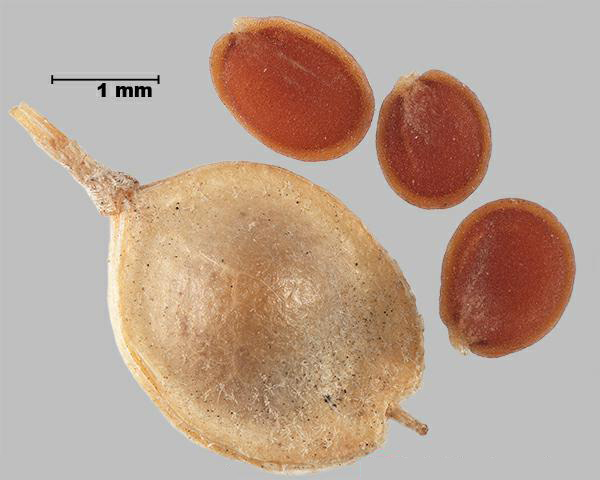 Similar species: Small alyssum (Alyssum alyssoides) seeds and pod