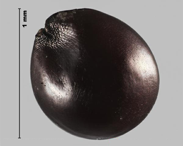 Espèce semblable : Amarante à racine rouge (Amaranthus retroflexus) graine
