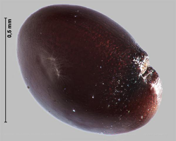Acnide tuberculé (Amaranthus tuberculatus) graine, vue hile