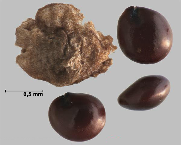 Acnide tuberculé (Amaranthus tuberculatus); graines et capsule