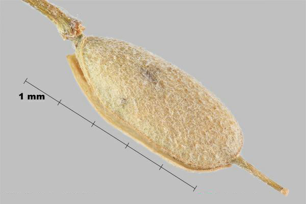 Hoary alyssum (Berteroa incana) pod