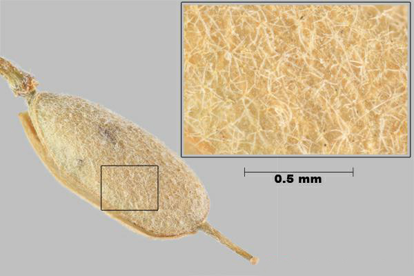Hoary alyssum (Berteroa incana) pod, close-up of stellate hairs on surface