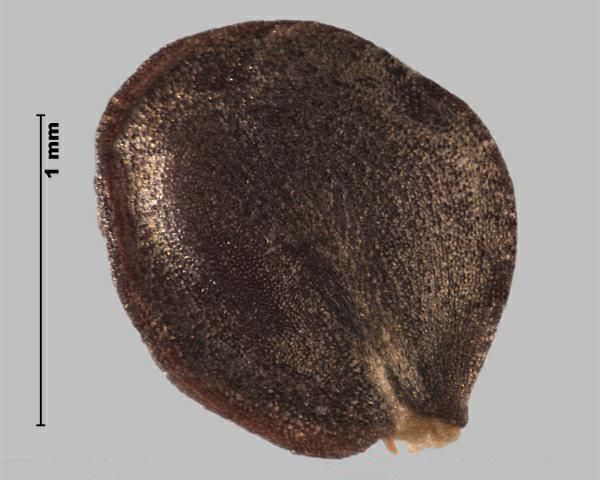 Hoary alyssum (Berteroa incana) seed