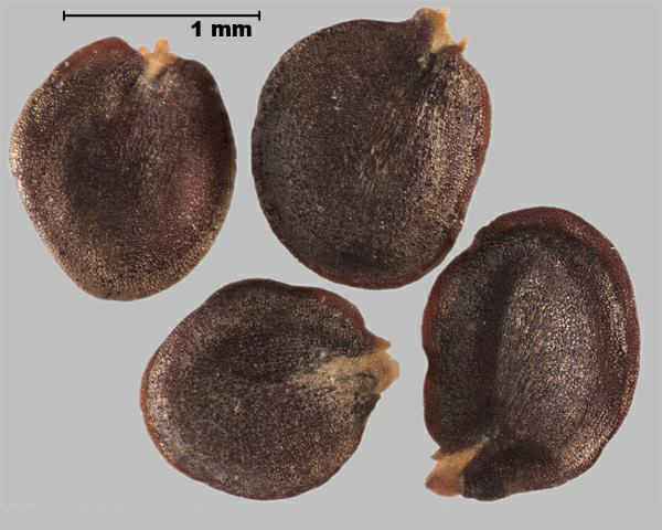 Hoary alyssum (Berteroa incana) seeds