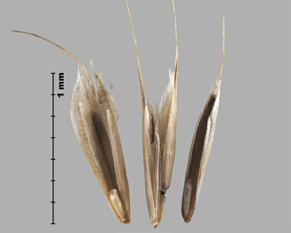 Figure 7 - Similar species: Soft chess (Bromus arvensis) florets