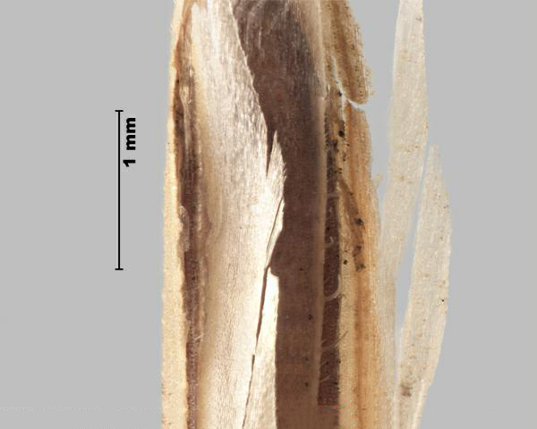 Field brome (Bromus arvensis) extended lemma sides