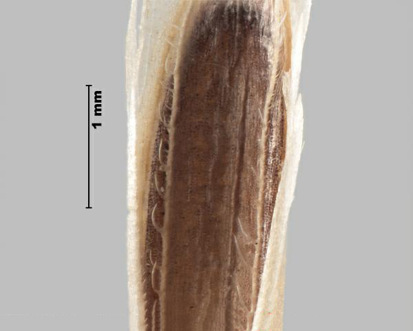 Field brome (Bromus arvensis) floret, palea teeth