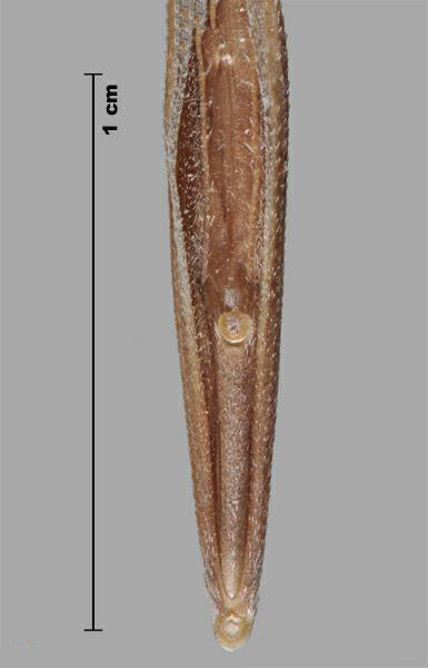 Brome à deux étamines (Bromus diandrus); fleuron