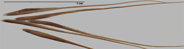Brome à deux étamines (Bromus diandrus); fleurons
