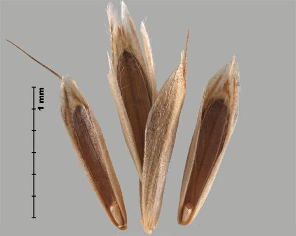 Figure 5 - Similar species: Soft chess (Bromus hordeaceus) florets
