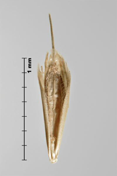 Figure 2 - Japanese brome (Bromus japonicus) florets