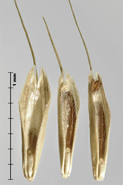 Figure 1 - Japanese brome (Bromus japonicus) florets
