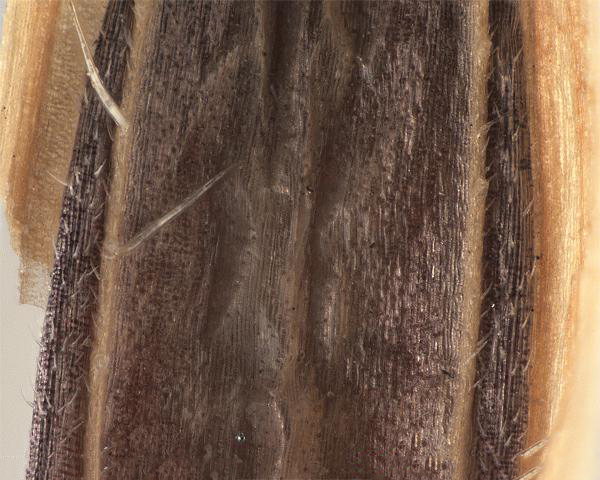 Similar species: Japanese brome (Bromus japonicus) floret, palea teeth