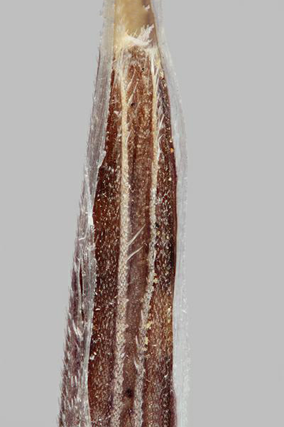 Figure 6 - Espèce semblable : Brome stérile (Bromus sterilis) les dents de la paléole