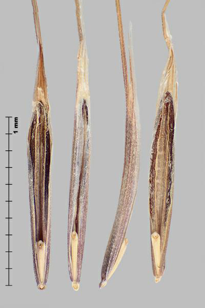 Figure 5 - Espèce semblable : Brome stérile (Bromus sterilis) fleurons