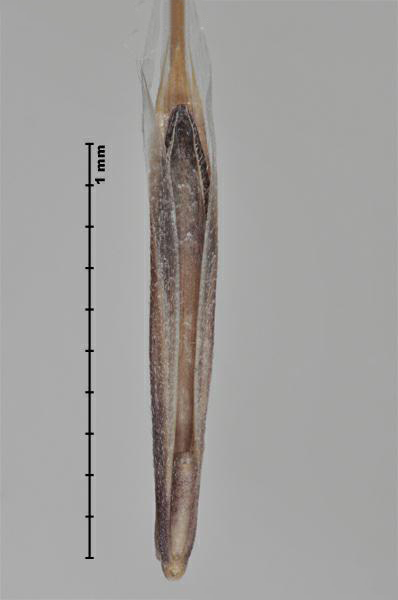 Figure 2 - Brome des toits (Bromus tectorum) fleuron