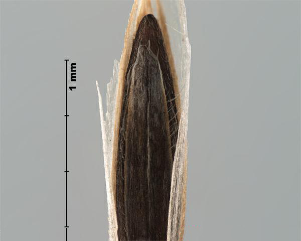 Figure 3 - Brome des toits (Bromus tectorum) les dents de la paléole