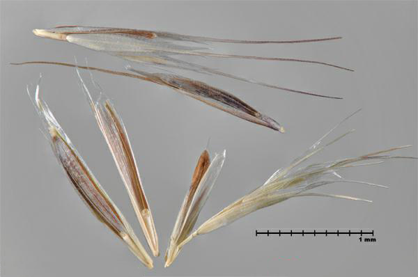 Figure 1 - Downy brome (Bromus tectorum) florets and spikelets