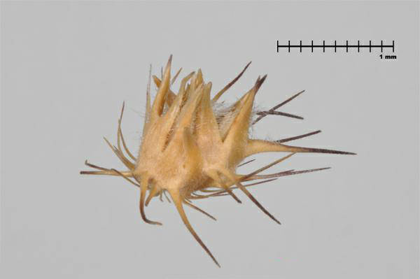 Figure 6 - Similar species: Southern sandbur (Cenchrus echinatus) bur