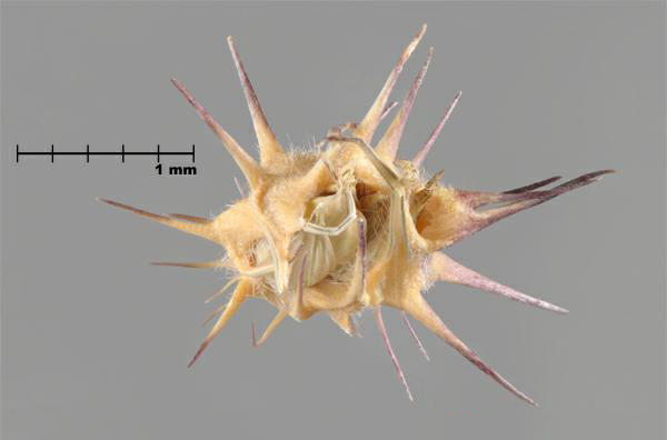 Figure 3 - Long-spined sandbur (Cenchrus longispinus) bur, top view