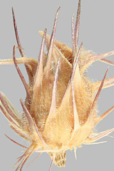 Figure 1 - Long-spined sandbur (Cenchrus longispinus) bur, side view