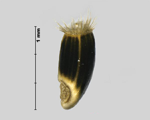 Figure 5 - Similar species: Spotted knapweed (Centurea stoebe) achene