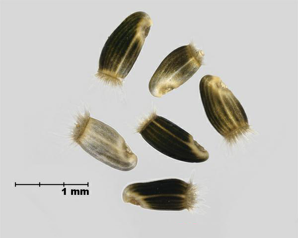 Figure 6 - Similar species: Spotted knapweed (Centurea stoebe) achenes