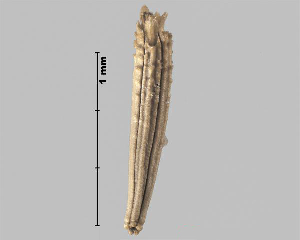 Figure 1 - Rush skeletonweed (Chondrilla juncea) achene