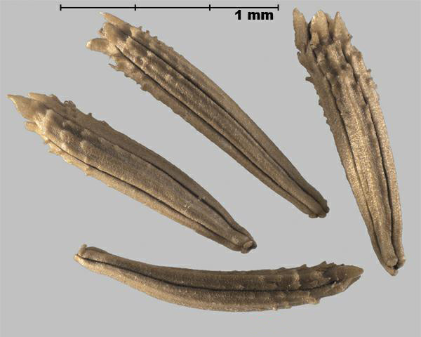 Figure 2 - Rush skeletonweed (Chondrilla juncea) achenes