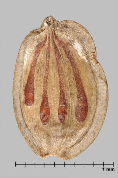 Figure 7 - Espèce semblable : Berce du Caucase (Heracleum mantegazzianum) méricarpe, la face extérieure