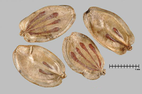 Figure 6 - Espèce semblable : Berce du Caucase (Heracleum mantegazzianum) méricarpes