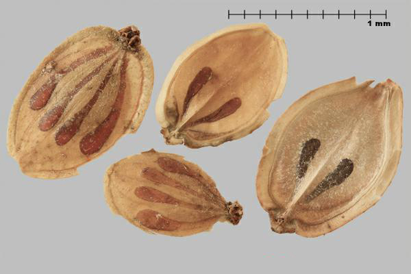 Figure 1 - Hogweed (Heracleum sosnowskyi) mericarps