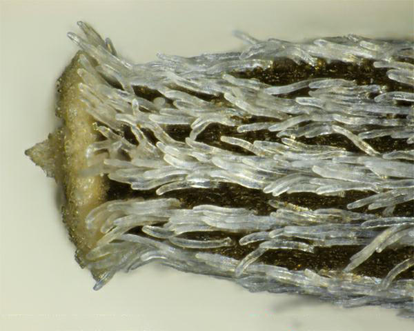 Figure 8 - Espèce semblable : Séneçon du Cap (Senecio inaequidens) akène, vue agrandie de la surface