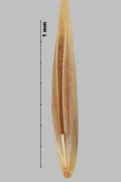 Medusahead rye (Taeniatherum caput-medusae) floret, palea view