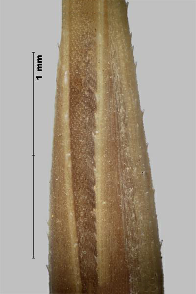 Medusahead rye (Taeniatherum caput-medusae) floret, top view