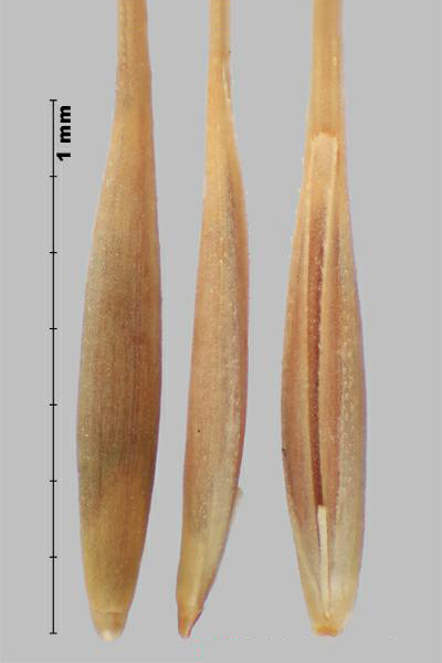 Medusahead rye (Taeniatherum caput-medusae) florets