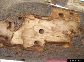 Anoplophora glabripennis larval galleries under the bark