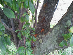Sciure de forage expulsée hors d'un Prunus infesté par l'A. bungii en Italie