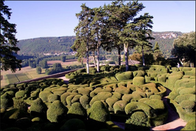 Figure 1. Boxwood topiary (in the foreground)