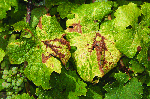 Exemples de symptômes foliaires Flavescence dorée et Bois noir sur Riesling