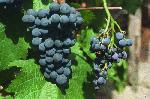 Exemples de Flavescence dorée et Bois noir sur Pinot Noir - Fruits atteints