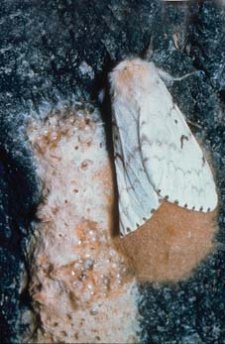 Female Lymantria dispar moth ovipositing an ovoid egg mass. Egg masses are covered with tan coloured hairs from the female's abdomen.