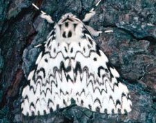 Adult Lymantria monacha. Note white forewings and numerous dark, transverse, wavy lines and patches.