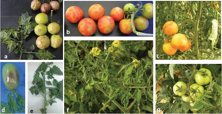 Figure 1: Tomato plants infected with tomato brown rugose fruit virus. Description follows.