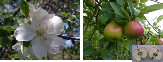 A photo of the white flowers and the developed fruit of M. domestica.