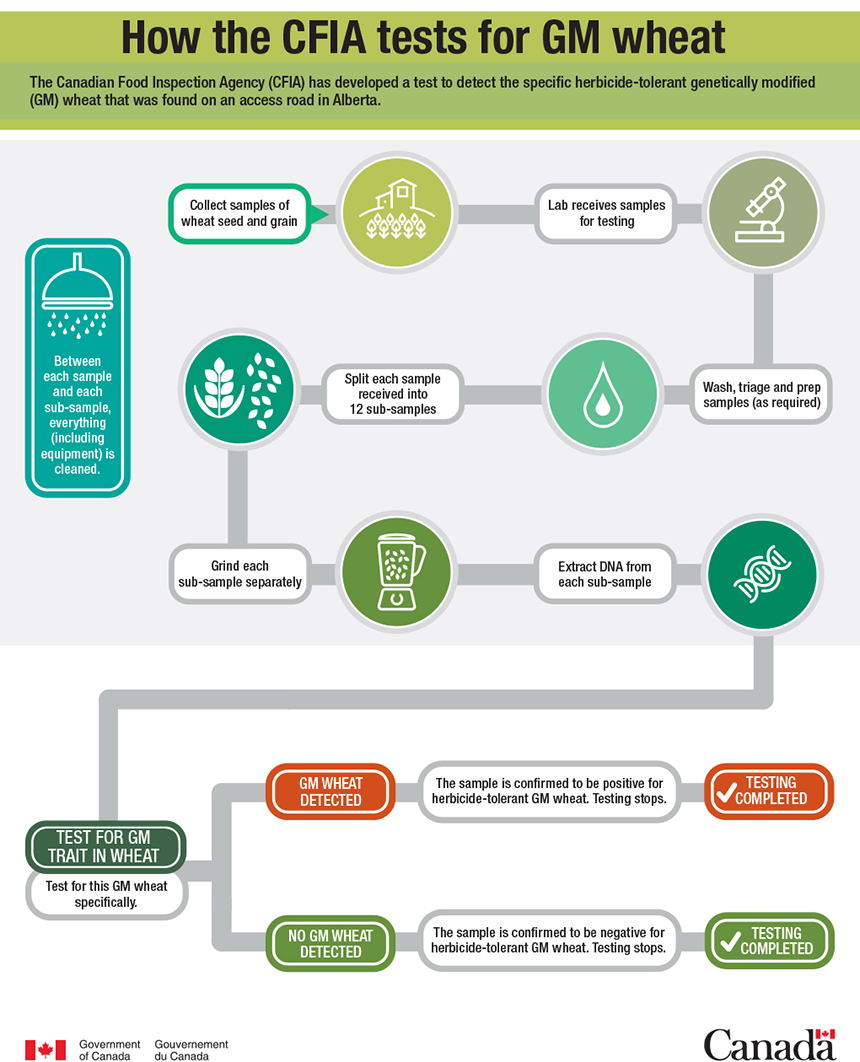 Infographic - How the CFIA tests for GM wheat. Description follows.